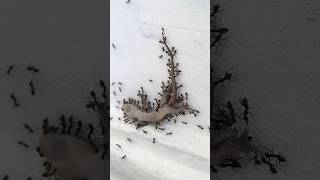 Download lagu bila waktu t'lah berakhir versi cicak vs semut kecil mp3