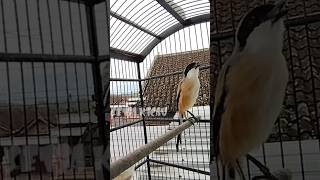 Download lagu Cendet pilis gacor isian gereja tarung mp3