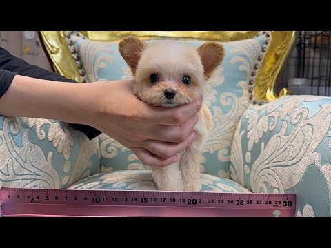 YouTube動画のサムネイル