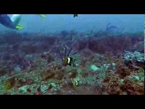 Wieder ein netter Tauchgang in Negombo!