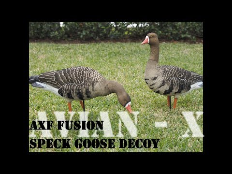 Avian X AXF Specklebelly Goose Decoy Review
