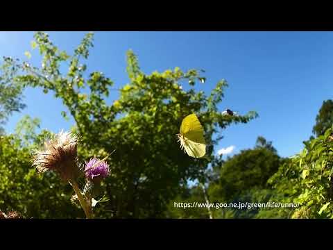 キアゲハとヤマキチョウ　 Slow motion by TOPAZ Video Ai