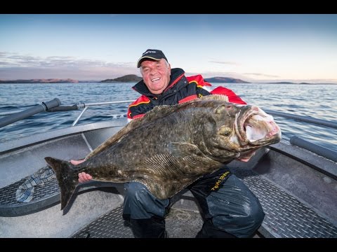 Fishing in Norway: Halibut fishing off Havøysund, Havøysund Havfiskesenter, Northern Norway