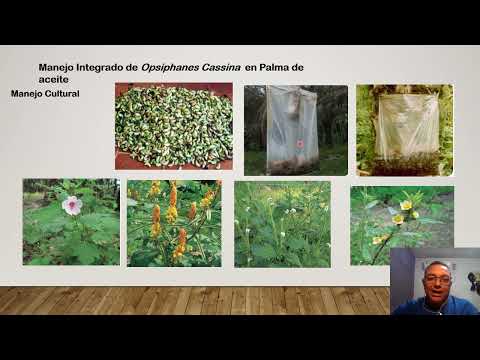 Manejo Integrado de Plagas Del Opsiphanes Cassina en Palma de Aceite