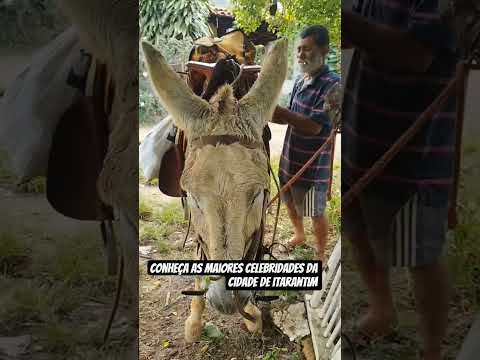celebridades da cidade de itarantim Bahia