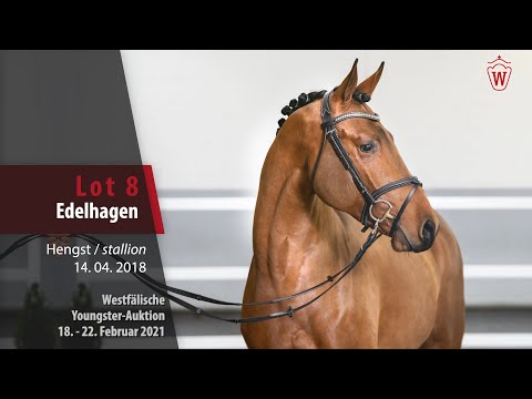 Youngster Auktion 18. - 22. Februar 2021 Lot 8 Edelhagen Hengst v. Eldorado v. d.  Zeshoek - Faldo