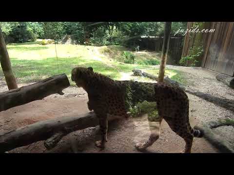 Singapore Zoo- Close up with the Cheetahs 20 Nov 2020