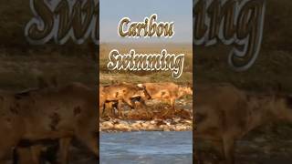 🦌 Caribou  Swimming 🏊 #Shorts