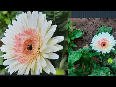 #Gerbera Flower #Beautiful Flowers #Youtube #Shorts @Vasavi's kitchens special's