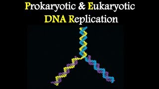 Difference Between Prokaryotic and Eukaryotic DNA replication