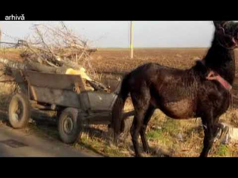 17.02.2017 / Știre Etv - SALCÂMII, LA MARE CĂUTARE!