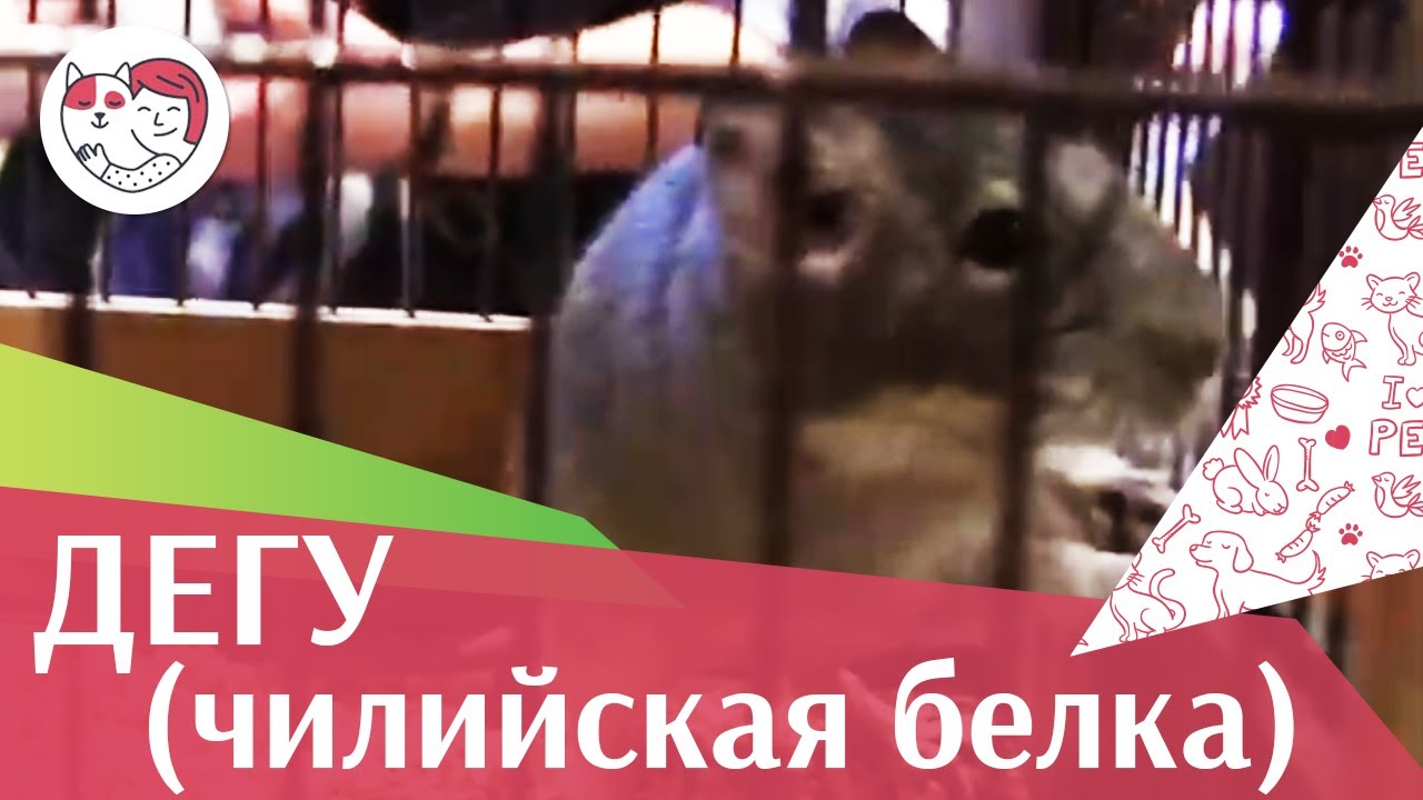 Дегу или чилийская белка Общение на ilikepet