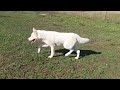 Siberian Husky welpen kaufen