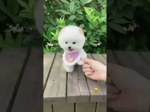 cute puppy😘