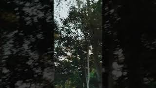 Download lagu STORY WA TERBARU 2020 PARK #4 WONDERFUL GONDOWIDO (NGEBEL PONOROGO) mp3