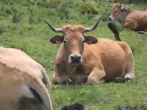 Jakobsweg von Saugues nach La Sauvage