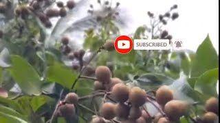 #6: “After the storm, the flowers still show off their beauty” #cayantrai #Harvesting longan#fruit