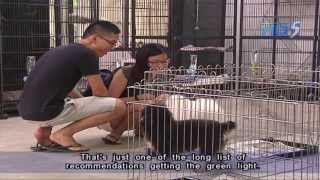 MND to raise animal welfare standards  26Apr2013