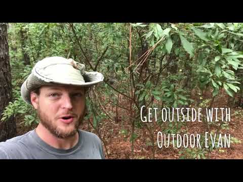 Wax myrtle, a hardy shrub with many uses.