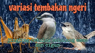 Download lagu tembakan variasi rapat jingjing petulak cigun dan belalang emas mp3