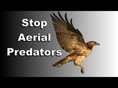HOW TO STOP AERIAL PREDATORS - Save Your Chickens!