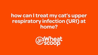how can I treat my cat’s Upper Respiratory Infection (URI) at home?