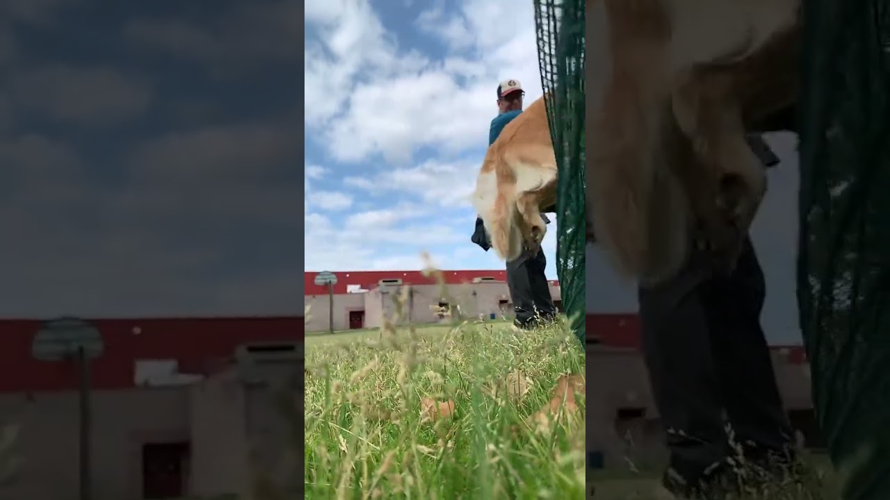 Dog Training - Golden Retriever Jump