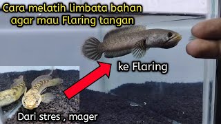 Download lagu How to Train Channa Limbata Ingredients to want to flaring hands mp3 Download lagu How to Train Channa Limbata Ingredients to want to flaring hands mp3