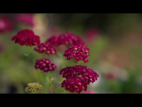 John Cullen Gardens September 2025