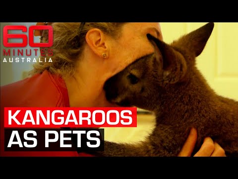 Keeping kangaroos as pets | 60 Minutes Australia - YouTube