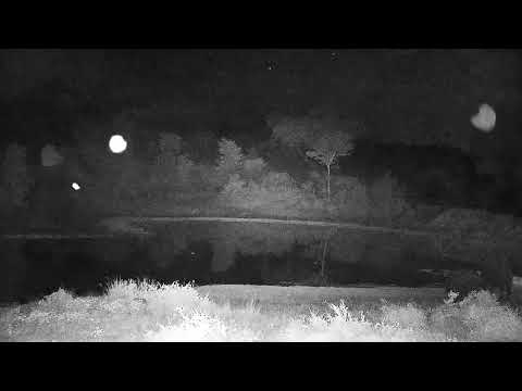 Djuma: Elephants with audio of lions roaring in the background - 00:15 - 05/21/2022