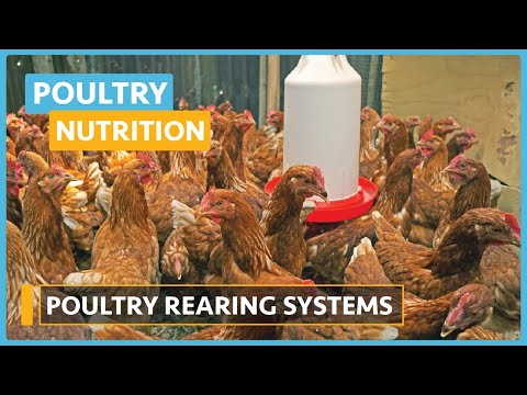 Poultry Nutrition Lesson 1 Introduction To Poultry Nutrition