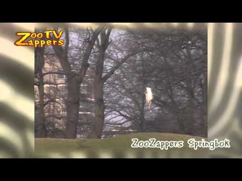 ZooZappers - Springbok - Antidorcas marsupialis