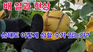 배 열과현상. 심해도 이렇게 심할 수가 있는가?(과일 열과현상, 열과현상 과수 장해, 과수재배, 배나무, 배…
