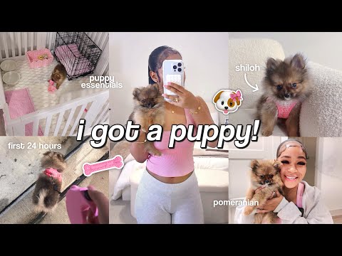 I GOT A PUPPY 🐾🎀🐕 | first 24hrs with my pomeranian, shopping + haul, tips, settling in