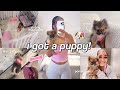 I GOT A PUPPY First 24hrs With My Pomeranian Shopping Haul Tips Settling In