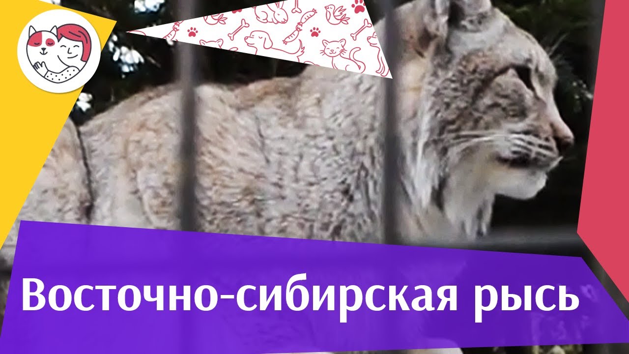 Восточно сибирская рысь Внешность на ilikepet