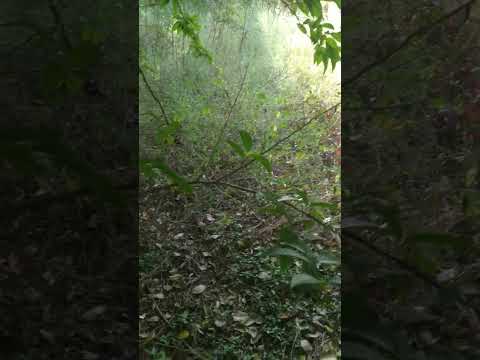 Aadhiyusha Sandhya song, Nature,  Forest view, kerala varma Pazhasi Raja 🌳🌴 #nature