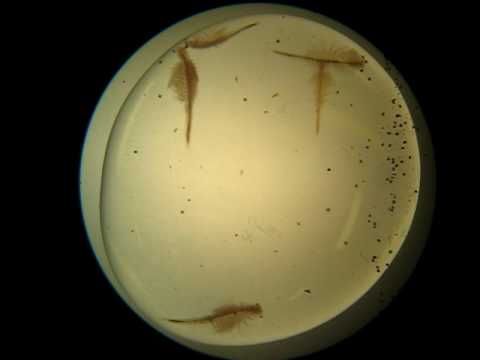 Aqua Dragons Підводний світ (4001)