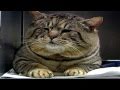 Fat Cat Song 