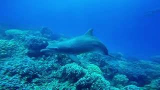 Dolfijnen @ Nemo Dive Club & Hotel
