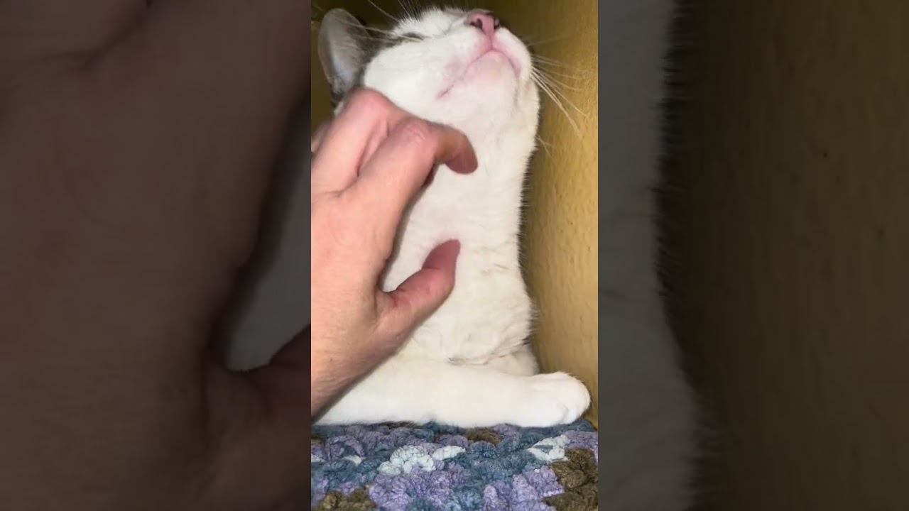 Enlarge Bella, a Adoptable Domestic Short Hair in Pickering, ON video 6/6