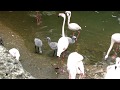 Flamingo Chicks Try Their Wings