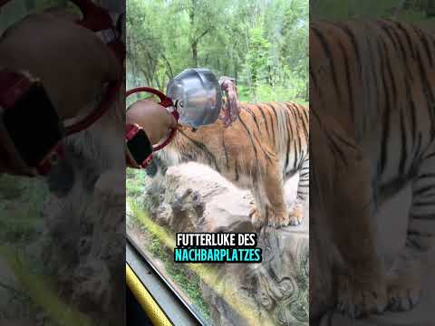 Der schlechteste Platz im Safari Bus