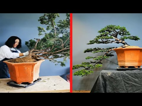 How to bend a bonsai - great bonsai bending skills #75