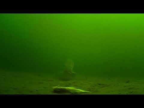Waterwolf Camera captures Pike cpicking up my  deadbait & running off lakeland pike
