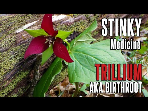 Trillium (aka Birthroot, Stinking Benjamin, Woke Robin) | Foraging for Wild Plants in Appalachia