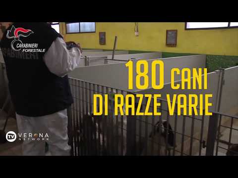 Come venire a sapere che ha vermi in un fondo Come lottare con parassiti al bambino