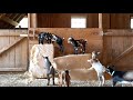 Baby Goats Gone Wild (with slow motion interlude!)