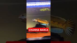 Download lagu The Secret Behind the Scarcity of Channa Barca Fish #fish #channabarca #channa #animals #shorts mp3